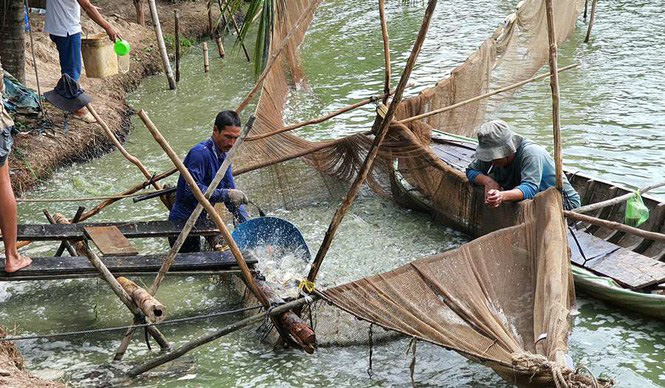 Giá cá tra thấp nhất trong 10 năm qua - Ảnh 1. Giá cá tra thấp nhất trong 10 năm qua - Ảnh 1.