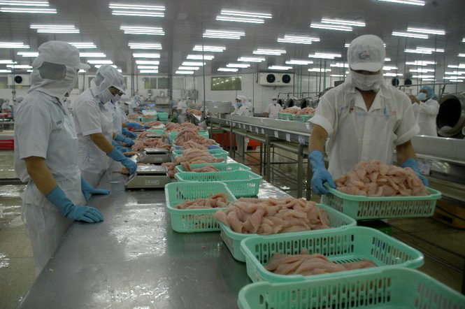 Giá cá tra thấp nhất trong 10 năm qua - Ảnh 2. Giá cá tra thấp nhất trong 10 năm qua - Ảnh 2.