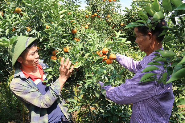 HÀNH TRÌNH TÌM LỐI THOÁT NGHÈO VÀ TINH THẦN TƯƠNG THÂN CỦA LÃO NÔNG TRỒNG CAM Ở SƠN LA - Ảnh 4.