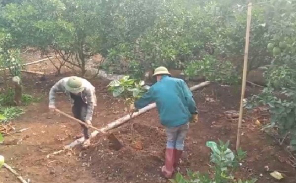 HÀNH TRÌNH TÌM LỐI THOÁT NGHÈO VÀ TINH THẦN TƯƠNG THÂN CỦA LÃO NÔNG TRỒNG CAM Ở SƠN LA - Ảnh 6.