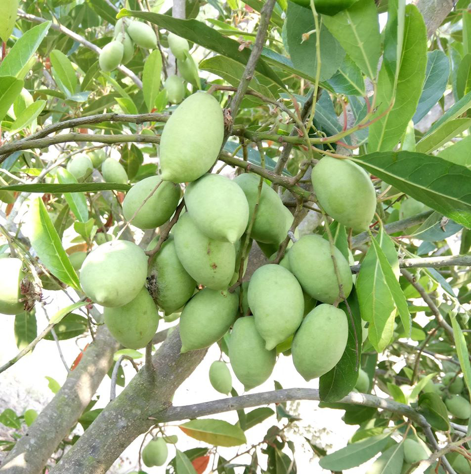 Đồng Tháp: Trồng thứ cà na lạ, ra trái bé tí, chỉ để ăn vặt mà bán chạy như tôm tươi - Ảnh 3.
