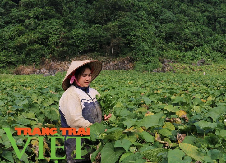 Tân Lạc tập trung xóa đói giảm nghèo ở các xã đặc biệt khó khăn - Ảnh 5.