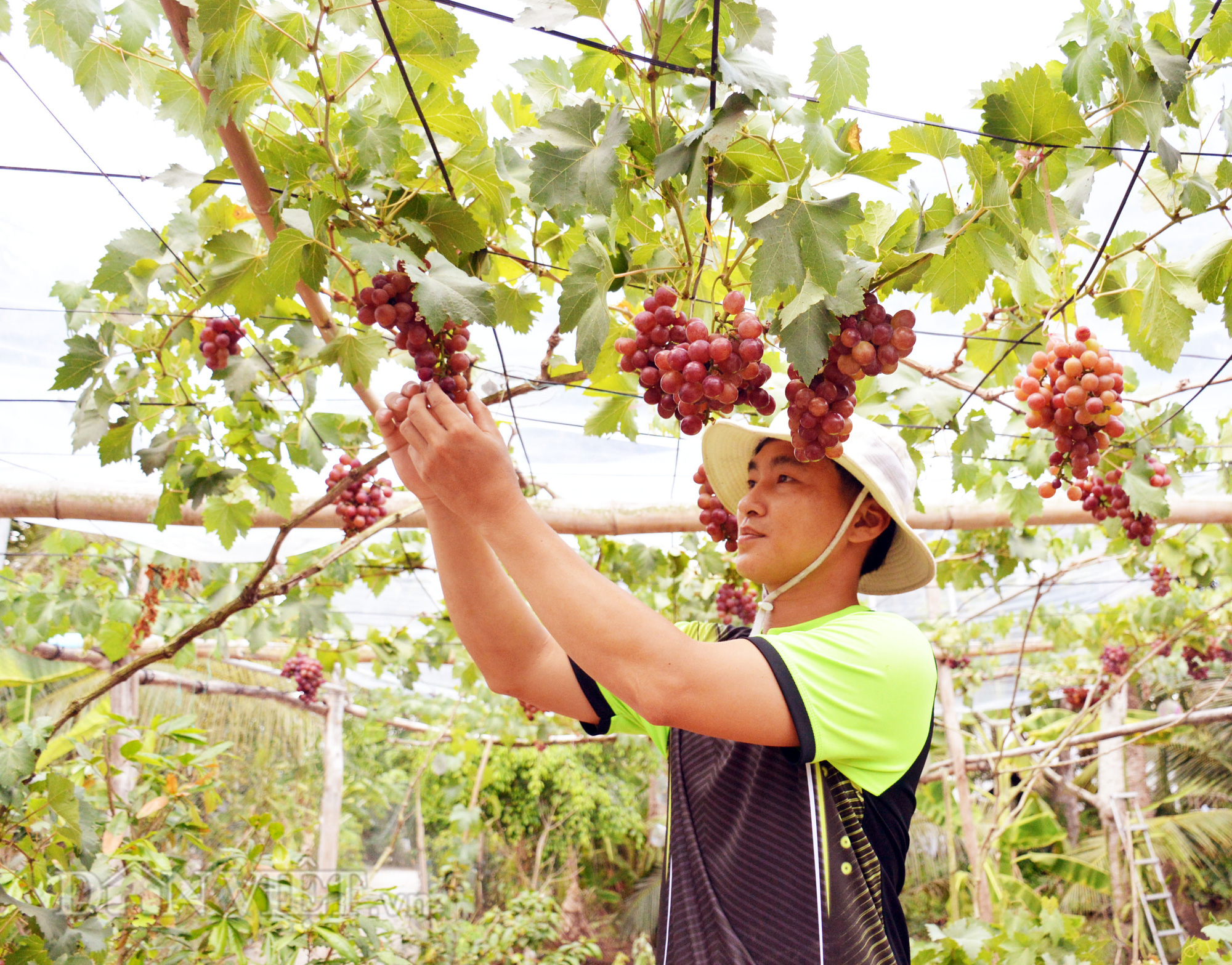 Chuyện lạ: Vườn nho trĩu quả trên đất phèn mặn  - Ảnh 4.