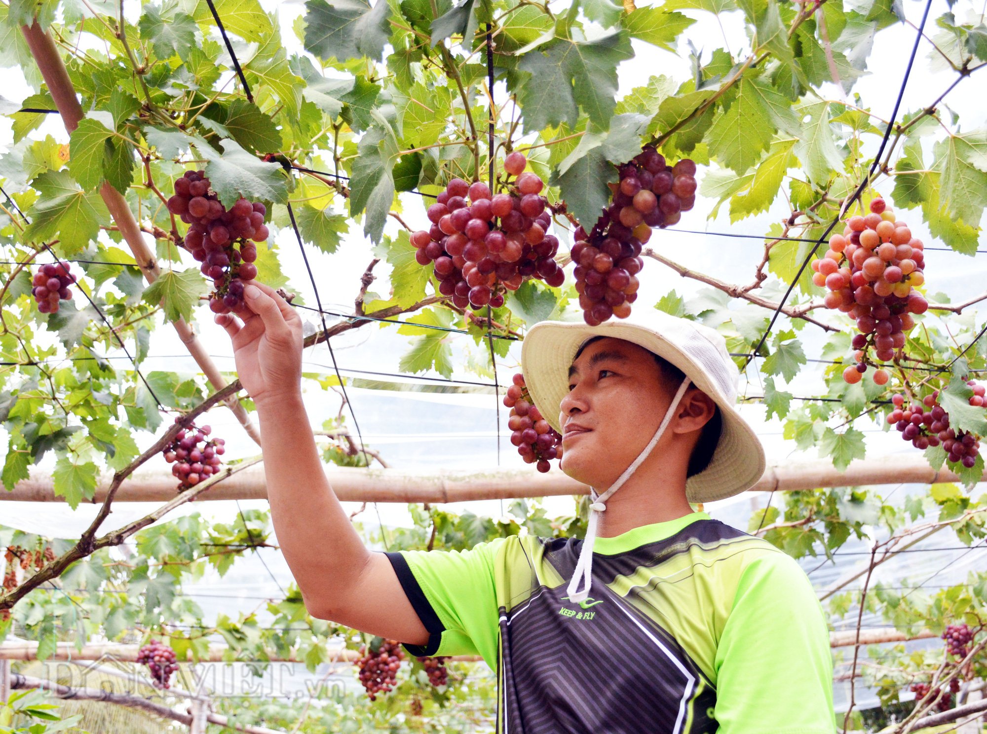 Chuyện lạ: Vườn nho trĩu quả trên đất phèn mặn  - Ảnh 9.