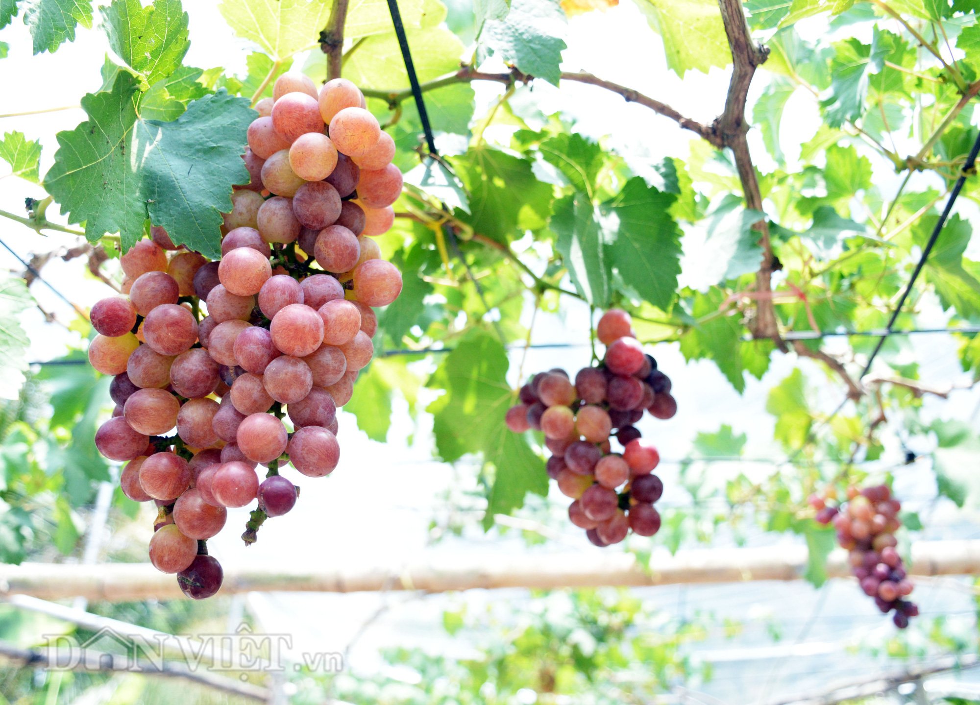 Chuyện lạ: Vườn nho trĩu quả trên đất phèn mặn  - Ảnh 5.