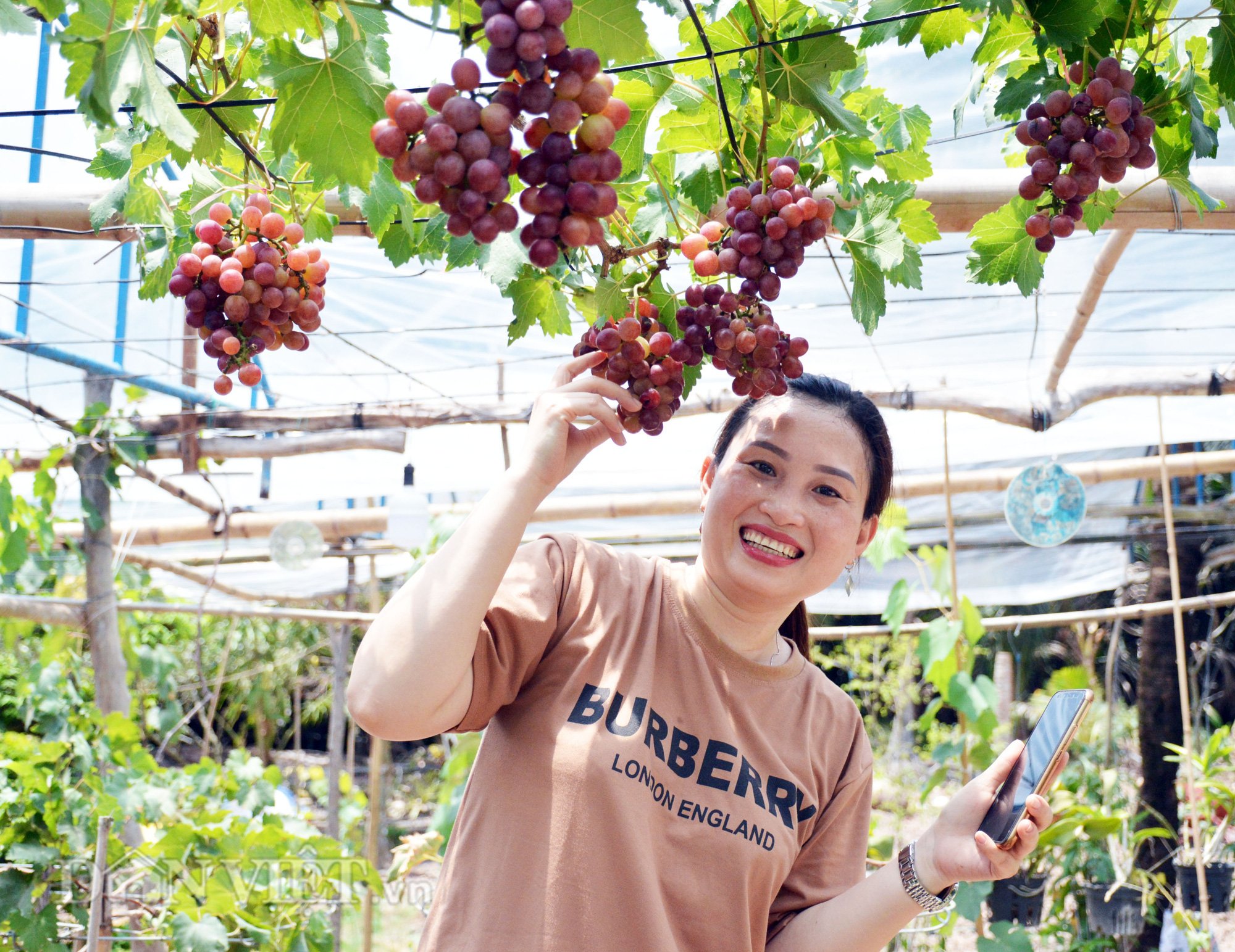 Chuyện lạ: Vườn nho trĩu quả trên đất phèn mặn  - Ảnh 11.