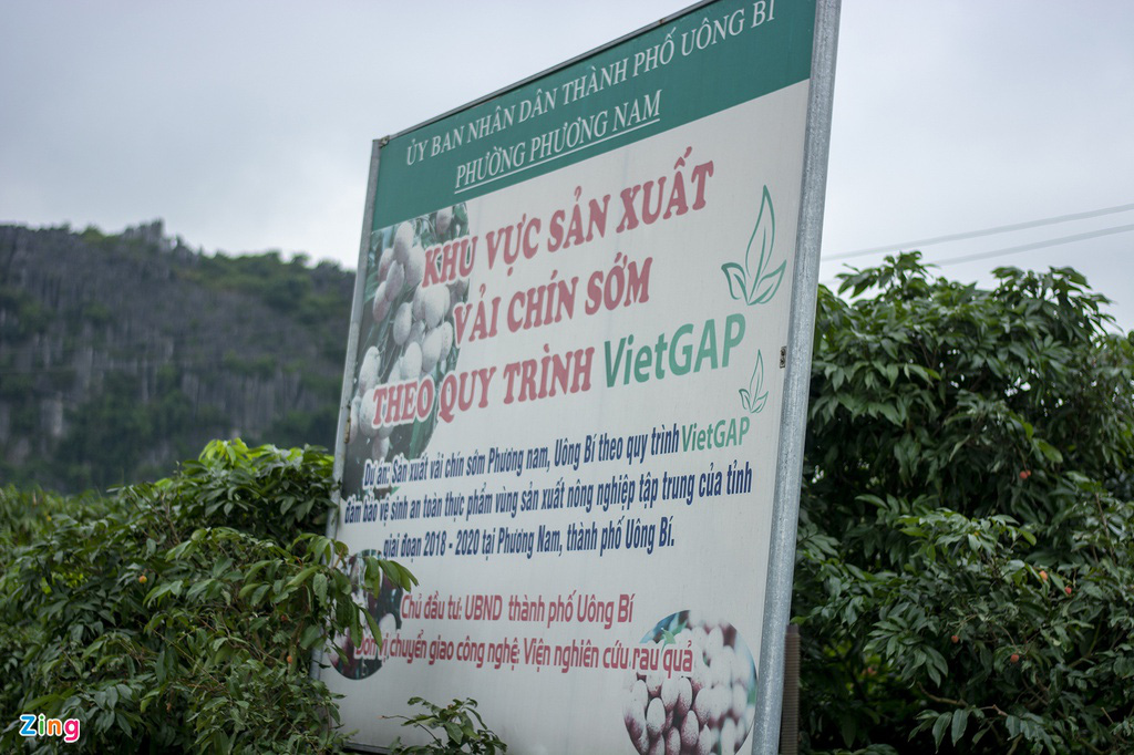 Tất bật bên trong vườn vải chín sớm - Ảnh 3. Tất bật bên trong vườn vải chín sớm - Ảnh 3.