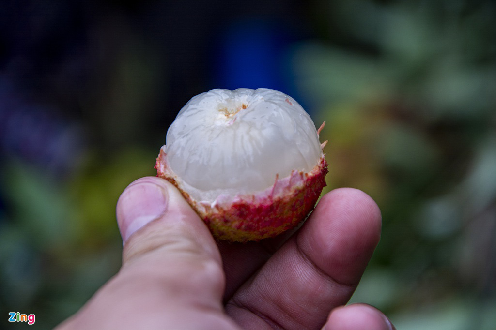 Tất bật bên trong vườn vải chín sớm - Ảnh 7. Tất bật bên trong vườn vải chín sớm - Ảnh 7.