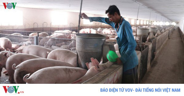 Tiếp tục nhập khẩu lợn để nhân giống, phục vụ tái đàn từ nay đến cuối năm - Ảnh 1. Tiếp tục nhập khẩu lợn để nhân giống, phục vụ tái đàn từ nay đến cuối năm - Ảnh 1.