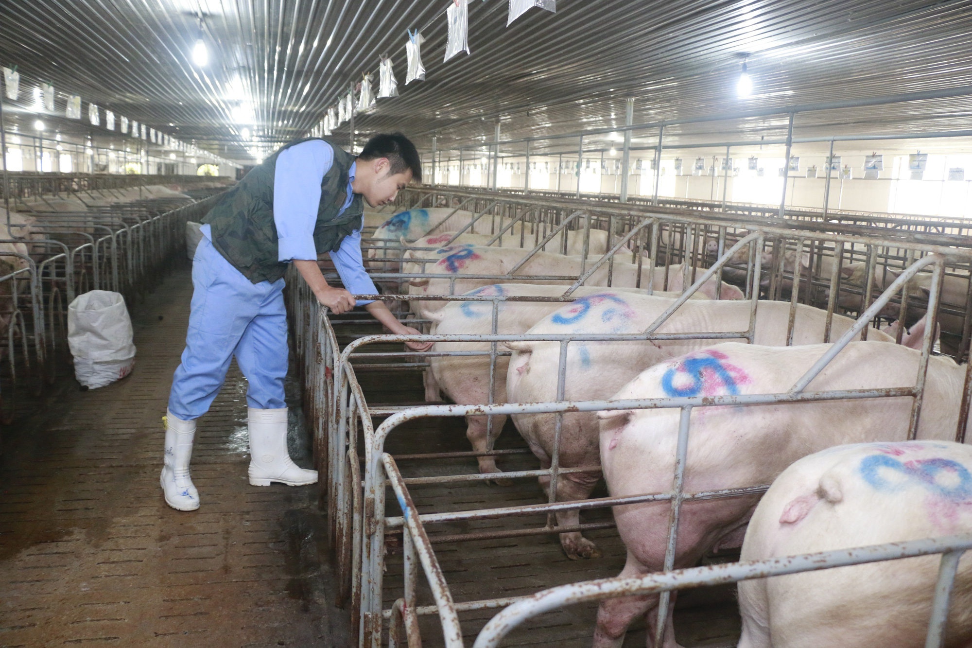Giá heo hơi ngày 13/5: Sắp có "cơn bão giá" mới? - Ảnh 1. Giá heo hơi ngày 13/5: Sắp có "cơn bão giá" mới? - Ảnh 1.