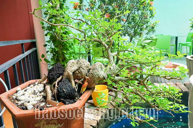 Chơi bonsai mini – thú vui tao nhã - Ảnh 1.