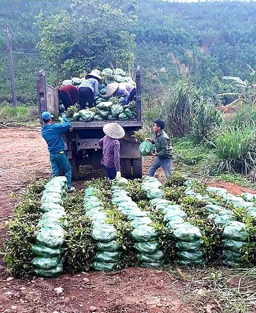 Bộ đội nghỉ hưu tiếc đồi rừng, mê làm giàu từ giống cây họ chè - Ảnh 4.