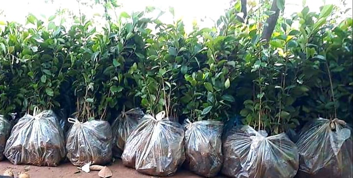 Bộ đội nghỉ hưu tiếc đồi rừng, mê làm giàu từ giống cây họ chè - Ảnh 2.