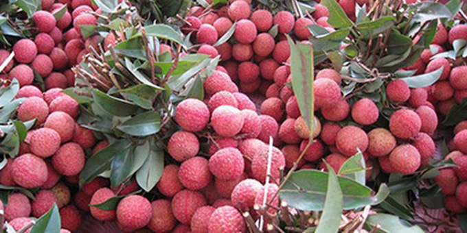 Vải ở Trung Quốc thu hoạch đến đầu tháng 7 - Ảnh 1. Vải ở Trung Quốc thu hoạch đến đầu tháng 7 - Ảnh 1.