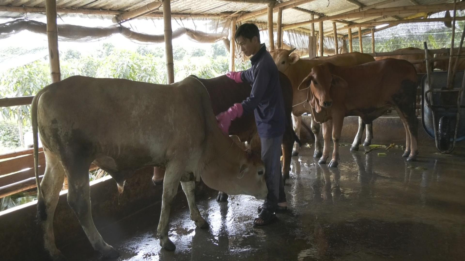 Đồng Tháp: Nông dân giàu lên nhờ nuôi lươn không bùn, nuôi bò to bự - Ảnh 5.