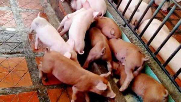 Giá heo hơi hôm nay 25/5: Đỉnh mới, nóng hầm hập - Ảnh 1. Giá heo hơi hôm nay 25/5: Đỉnh mới, nóng hầm hập - Ảnh 1.