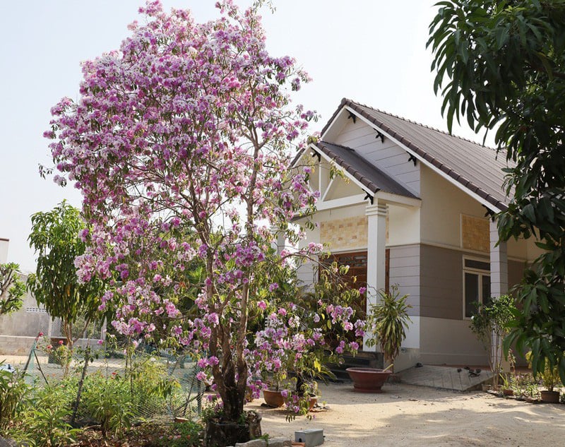 Cây hoa bằng lăng rừng 'giá bao nhiêu cũng không bán' - Ảnh 1.