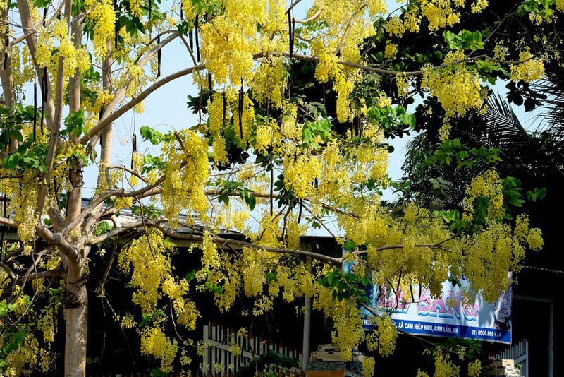 Cây hoa bằng lăng rừng 'giá bao nhiêu cũng không bán' - Ảnh 5.
