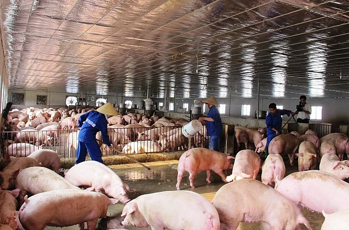 Giá cao, doanh nghiệp chăn nuôi heo đột biến, cổ đông hời lớn  - Ảnh 1.
