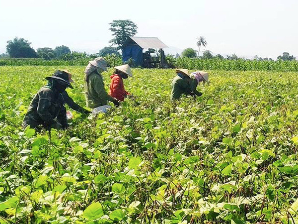 Nông dân Phú Thiện được mùa đậu xanh - Ảnh 1. Nông dân Phú Thiện được mùa đậu xanh - Ảnh 1.