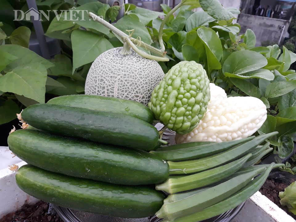 Một phụ nữ ở Hà Nội trồng dưa lưới trên sân thượng, trái nào cũng to bự, mỗi năm thu 3 tạ dưa - Ảnh 9.
