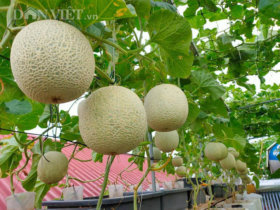 Một phụ nữ ở Hà Nội trồng dưa lưới trên sân thượng, trái nào cũng to bự, mỗi năm thu 3 tạ dưa - Ảnh 3.