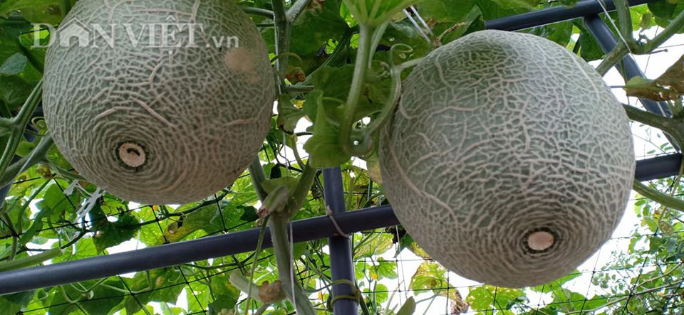 Một phụ nữ ở Hà Nội trồng dưa lưới trên sân thượng, trái nào cũng to bự, mỗi năm thu 3 tạ dưa - Ảnh 11.