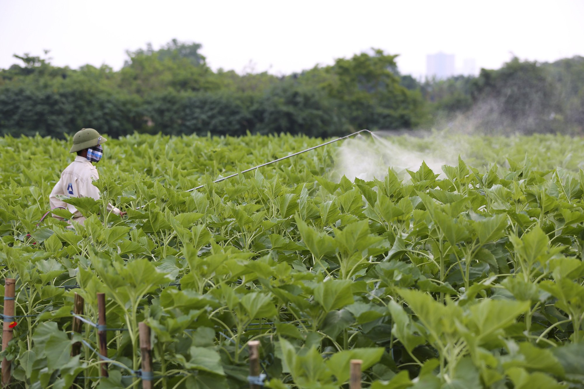 Hoa hướng dương tuyệt đẹp, giới trẻ đổ xô đến chụp ảnh - Ảnh 9.