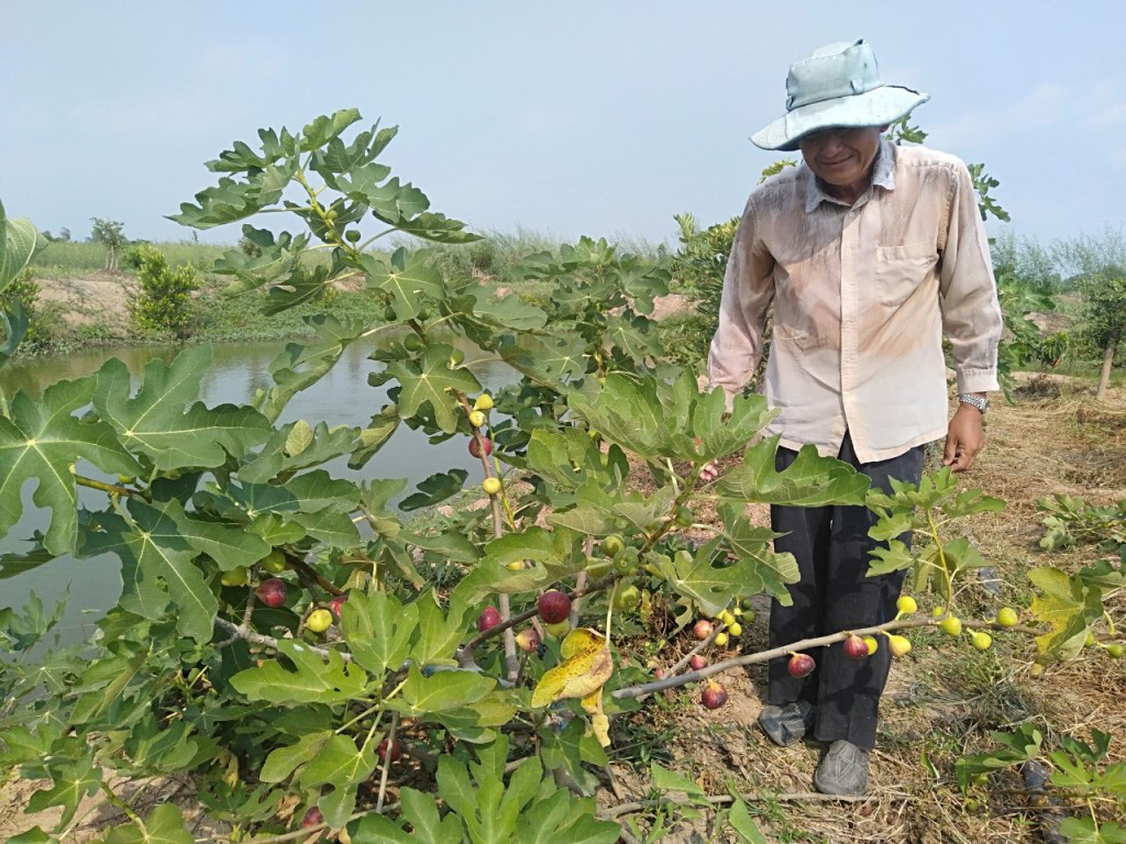 Trồng sung Mỹ - mô hình mới của nông dân xã Khánh Hòa - Ảnh 1.