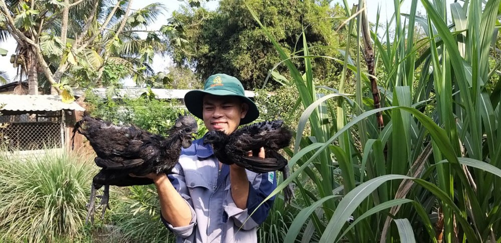 Mang thứ gà lạ &quot;đen như cục than&quot; từ nước ngoài về nuôi, trai Cần Thơ quyết làm giàu - Ảnh 1.