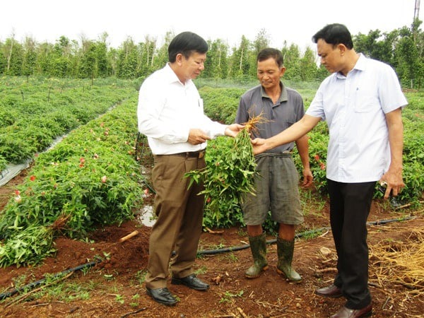 Hỗ trợ nông dân trồng sâm Bố Chính  - Ảnh 1.