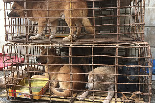 FOUR PAWS và ACPA cảnh báo nguy cơ lây lan dịch Covid-19 qua hoạt động giết mổ và tiêu thụ chó mèo - Ảnh 1. FOUR PAWS và ACPA cảnh báo nguy cơ lây lan dịch Covid-19 qua hoạt động giết mổ và tiêu thụ chó mèo - Ảnh 1.