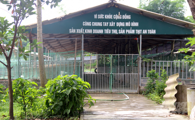 Cho lợn rừng ăn “chè khổng lồ”, lãi 300 triệu đồng mỗi năm - Ảnh 2. Cho lợn rừng ăn “chè khổng lồ”, lãi 300 triệu đồng mỗi năm - Ảnh 2.