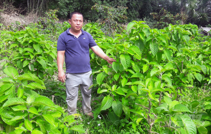 Cho lợn rừng ăn “chè khổng lồ”, lãi 300 triệu đồng mỗi năm - Ảnh 5. Cho lợn rừng ăn “chè khổng lồ”, lãi 300 triệu đồng mỗi năm - Ảnh 5.