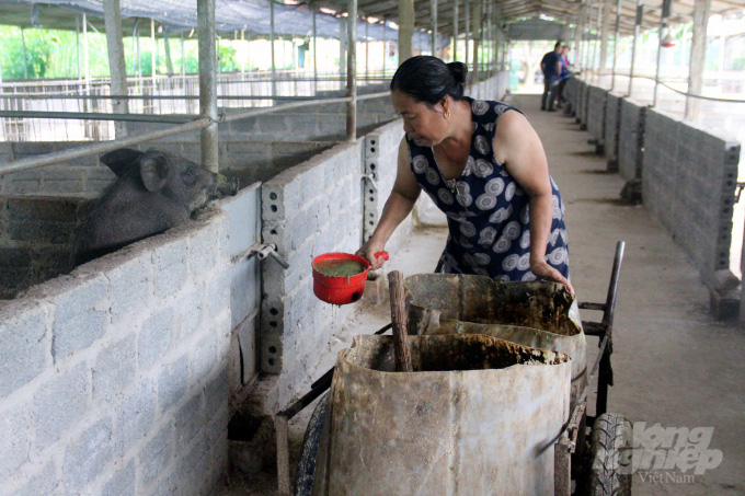 Cho lợn rừng ăn “chè khổng lồ”, lãi 300 triệu đồng mỗi năm - Ảnh 7. Cho lợn rừng ăn “chè khổng lồ”, lãi 300 triệu đồng mỗi năm - Ảnh 7.