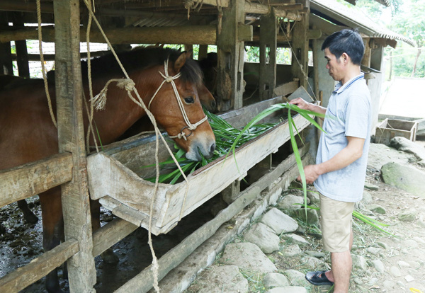 Nuôi ngựa - hướng đi mới của ngành chăn nuôi Bát Xát - Ảnh 2.