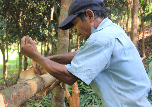 Phó chủ tịch huyện trãi lòng về Đề án vùng chuyên canh quế 500 ha chết yểu ? - Ảnh 3.