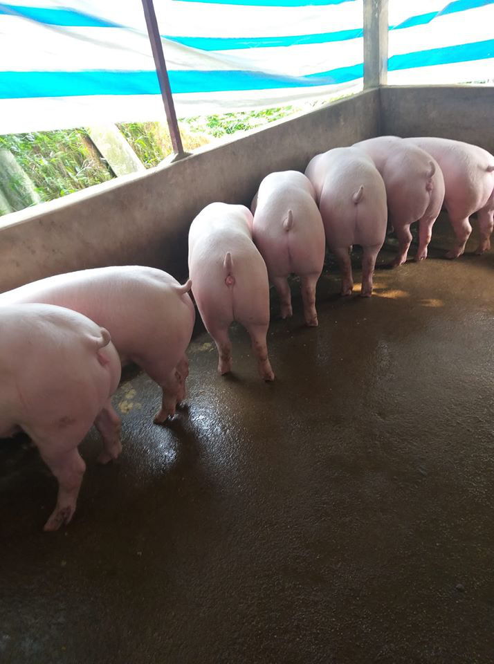 Giá heo hơi hôm nay 26/5: Như ngựa đứt cương, lập đỉnh 105.000 đồng/kg - Ảnh 1. Giá heo hơi hôm nay 26/5: Như ngựa đứt cương, lập đỉnh 105.000 đồng/kg - Ảnh 1.