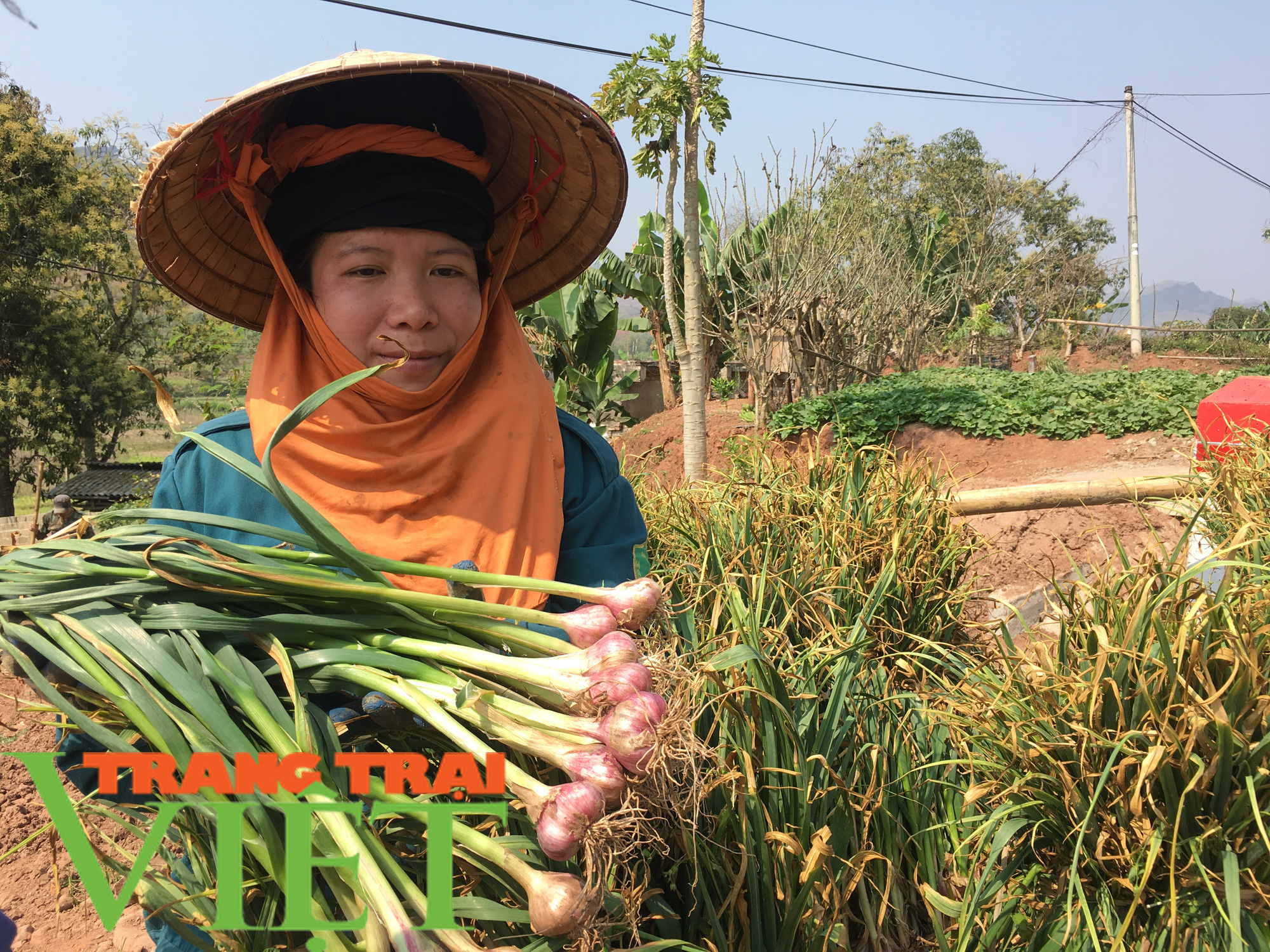 Yên Châu: Ứng dụng khoa học - kỹ thuật vào sản xuất nông nghiệp - Ảnh 2. Yên Châu: Ứng dụng khoa học - kỹ thuật vào sản xuất nông nghiệp - Ảnh 2.