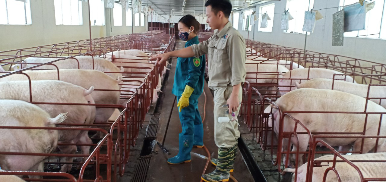 Tái đàn lợn: doanh nghiệp "thần tốc", nông hộ dè dặt? - Ảnh 2. Tái đàn lợn: doanh nghiệp "thần tốc", nông hộ dè dặt? - Ảnh 2.
