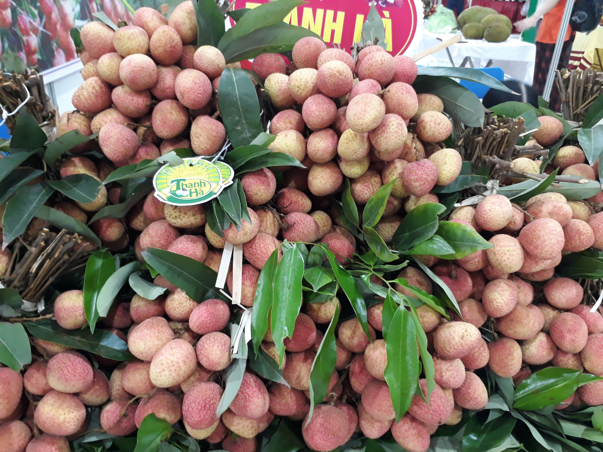 300 thương nhân Trung Quốc đổ bộ sang Hải Dương mua vải Thanh Hà - Ảnh 3.