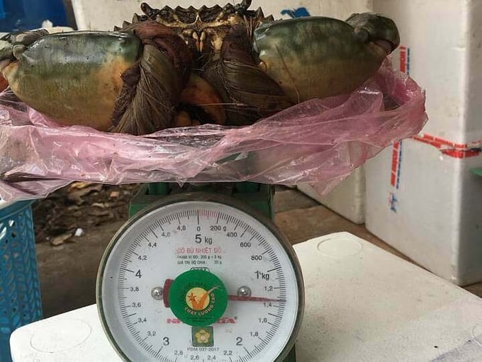Triệu đồng một con cua biển 'khổng lồ' - Ảnh 1.