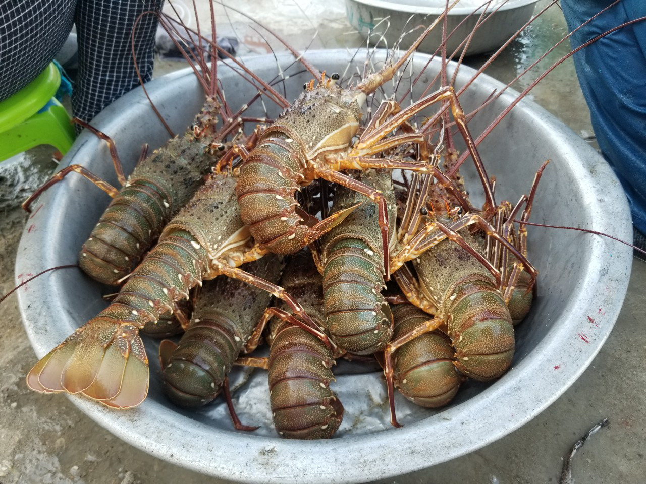 Thả lưới ở rạn san hô chết, ai ngờ trúng đậm mẻ cá chuồn bay, tôm hùm biển - Ảnh 1. Thả lưới ở rạn san hô chết, ai ngờ trúng đậm mẻ cá chuồn bay, tôm hùm biển - Ảnh 1.