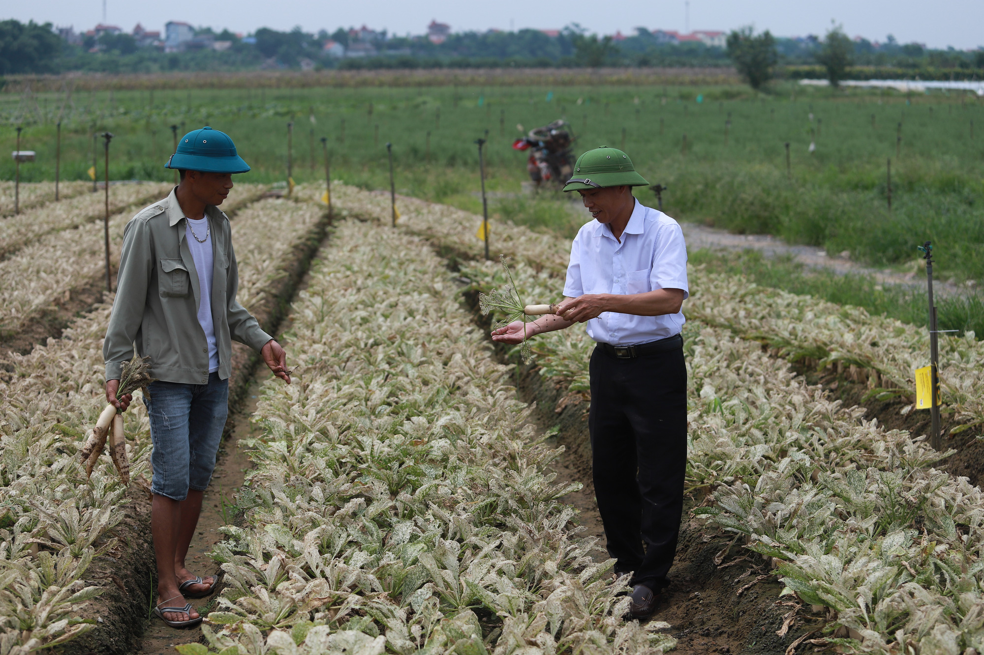 Hàng trăm hecta rau bạc trắng do sâu phá hoại - Ảnh 9.