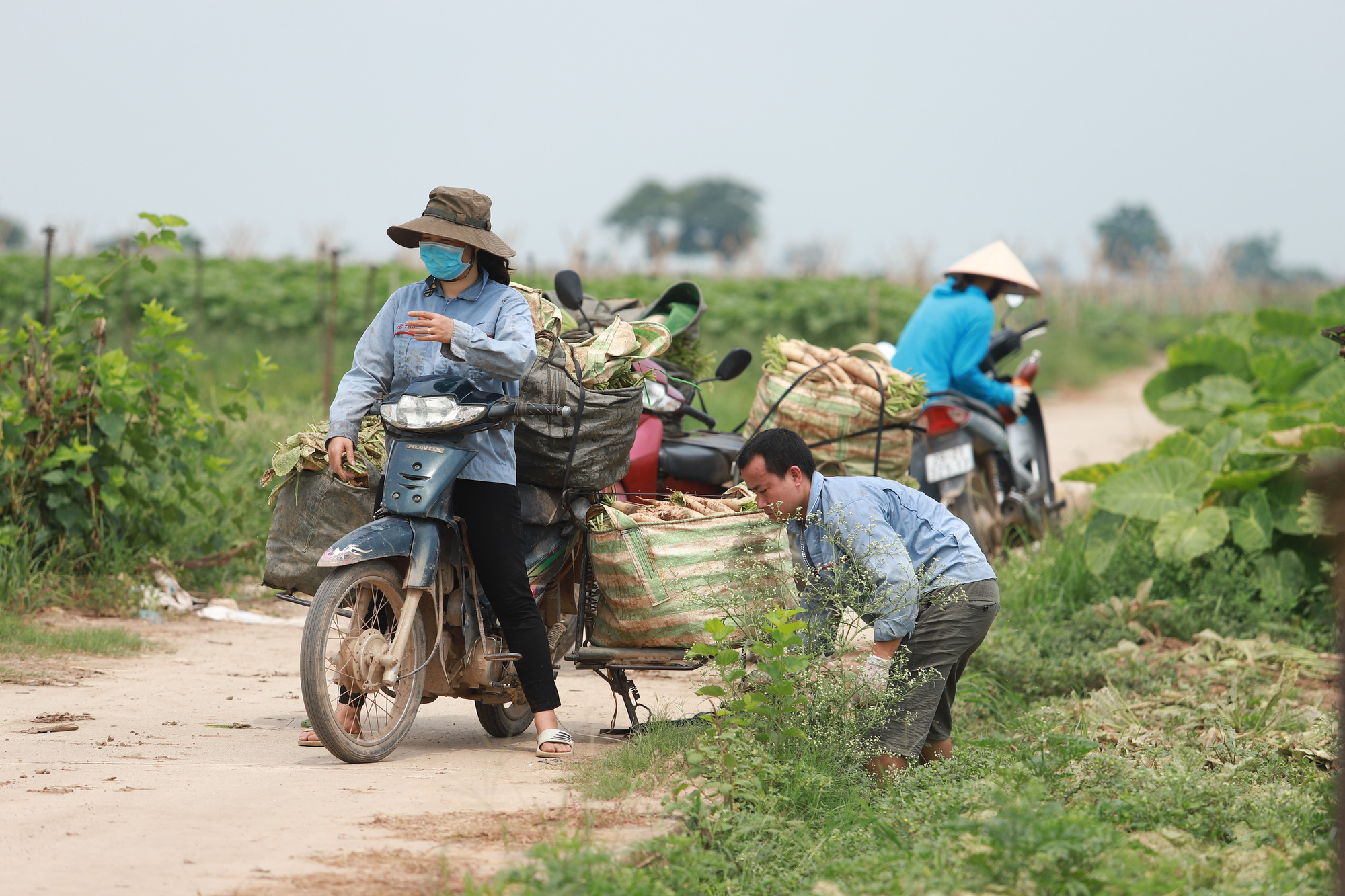 Hàng trăm hecta rau bạc trắng do sâu phá hoại - Ảnh 13.