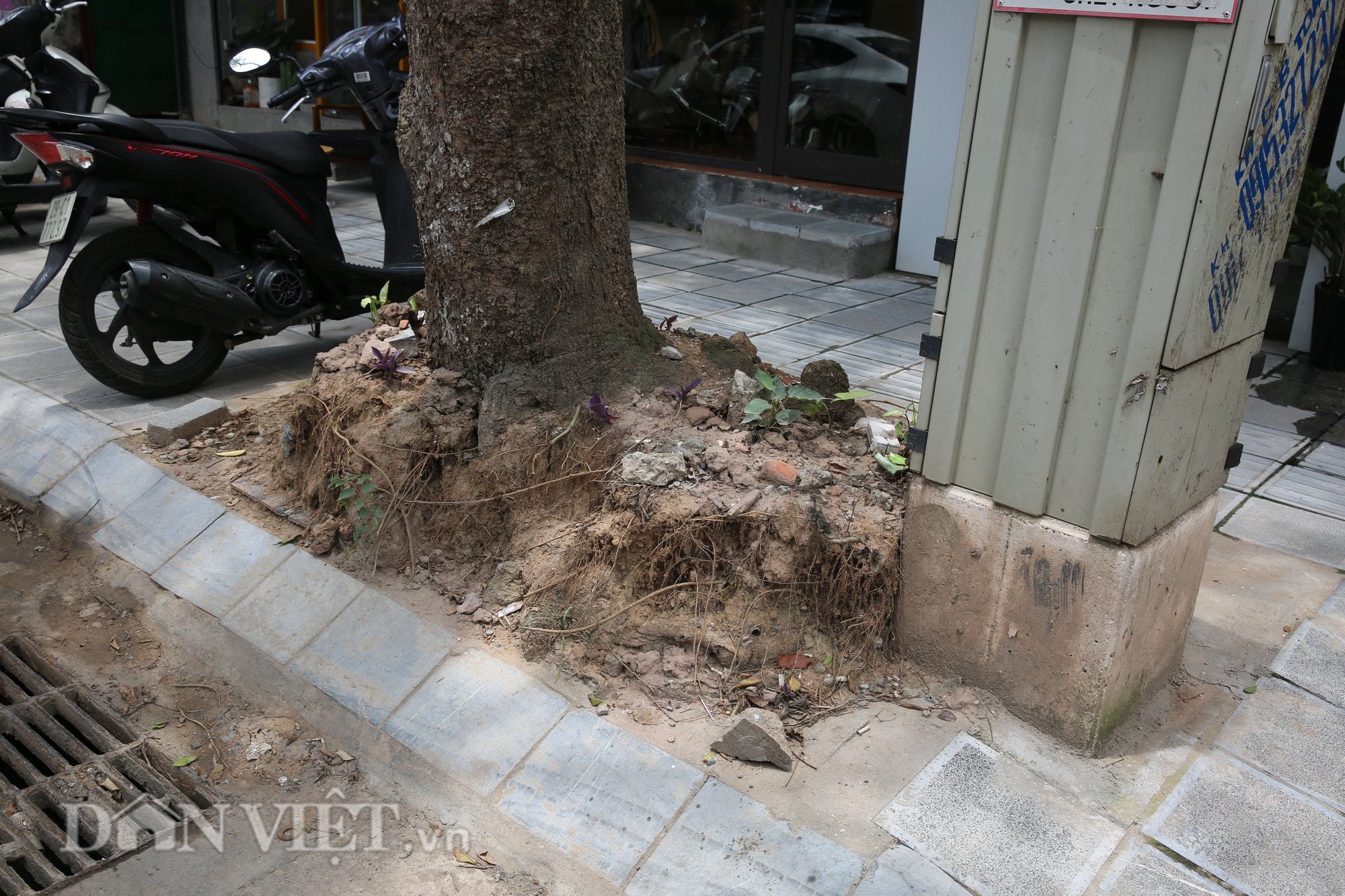 Thi công cải tạo vỉa hè ẩu, &quot;bức tử&quot; cây xanh tại Hà Nội - Ảnh 6.