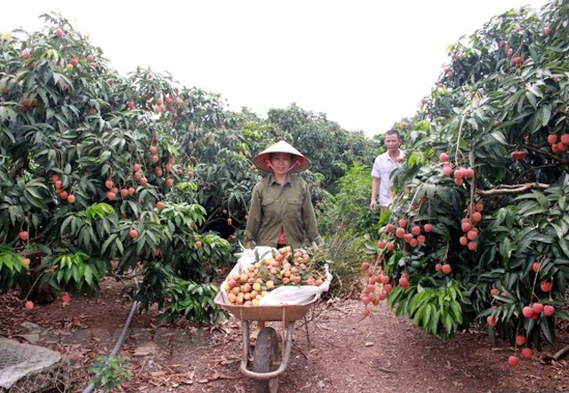 Bắc Giang đẩy mạng tiêu thụ vải thiều ở thị trường trong nước - Ảnh 2.