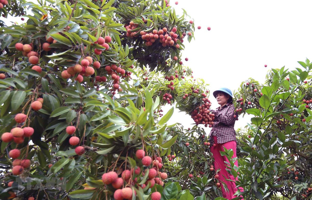 Hơn 300 thương nhân Trung Quốc sang Việt Nam mua vải thiều - Ảnh 1. Hơn 300 thương nhân Trung Quốc sang Việt Nam mua vải thiều - Ảnh 1.
