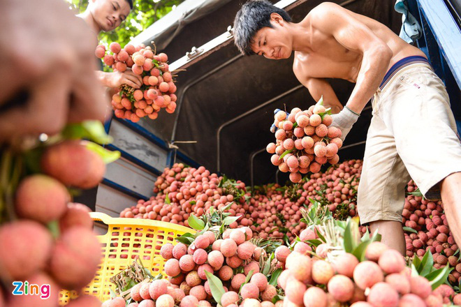 Chuyên gia Nhật sang Việt Nam giám sát xuất khẩu vải thiều - Ảnh 1. Chuyên gia Nhật sang Việt Nam giám sát xuất khẩu vải thiều - Ảnh 1.