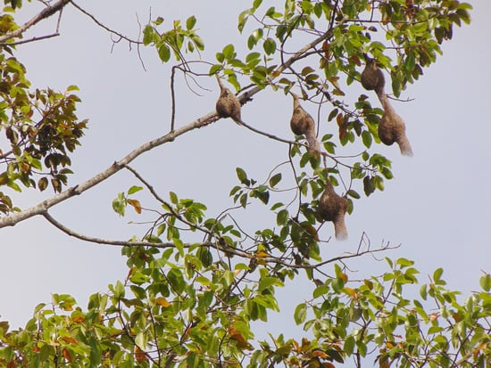 Miền Tây than thứ chim này bỏ đi đâu, ở đây tổ treo lủng lẳng rõ nhiều - Ảnh 6. Miền Tây than thứ chim này bỏ đi đâu, ở đây tổ treo lủng lẳng rõ nhiều - Ảnh 6.